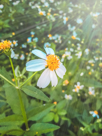 Colorful street flowers. Unknown the beauty flower found in the way to during travel.の写真素材