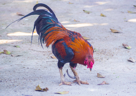 Gamecube, fighting chicken standing on concrete floor.の写真素材