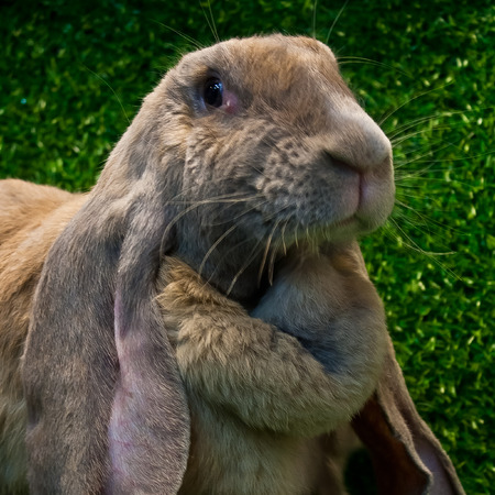 English lop rabbit pose on the grass の写真素材