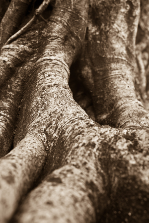 the root of banyan tree, the tropical plantの写真素材