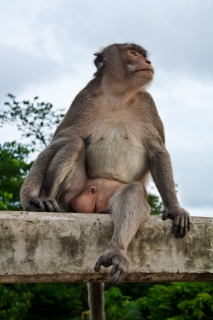 crab-eating macaque sitting on the bridge