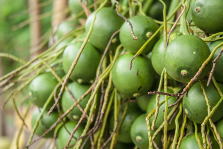 Betel palm or Betel nut or Areca catechuの写真素材