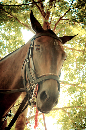 Bind the horse  under the tree by ropeの写真素材