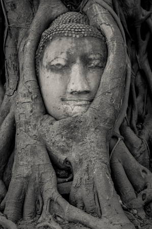 The banyanroot wraparound the buddha face at Wat Mahathat Ayutthayaの写真素材