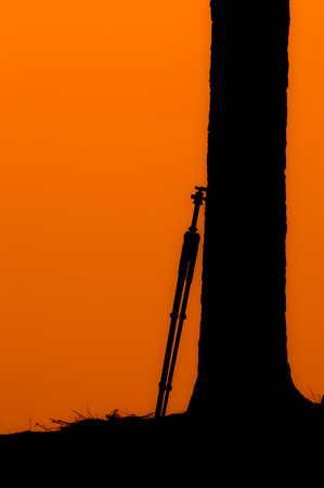 The silhouette of the tripod at the treeの写真素材