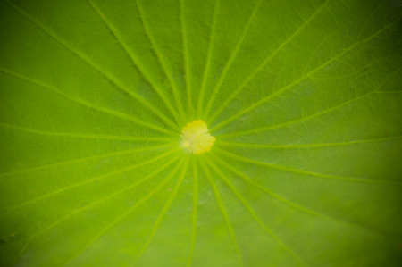 The lotus or Nelumbo in the poolの写真素材