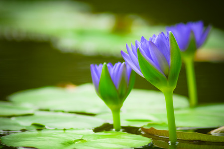 The water lily or Nymphaea in the poolの写真素材