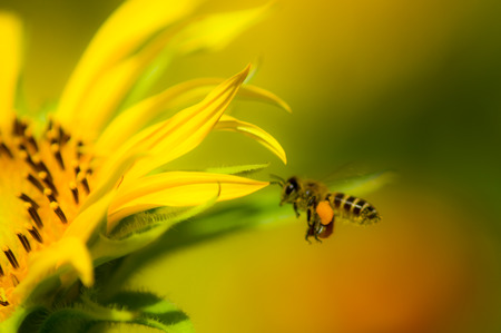 Dwarf Sunflower or Helianthus annuus L. Dwarf Sungold in the gardenの写真素材