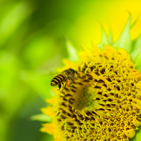 Dwarf Sunflower or Helianthus annuus L. Dwarf Sungold in the garden