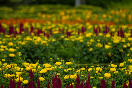 Tagetes erecta L. or marigold in the gardenの写真素材
