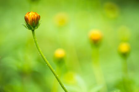 C.sulphureus Cav. or Sulfur Cosmos in the gardenの写真素材