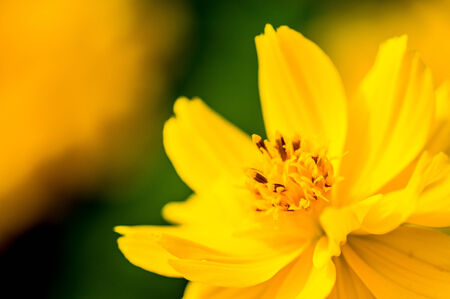 C.sulphureus Cav. or Sulfur Cosmos in the gardenの写真素材
