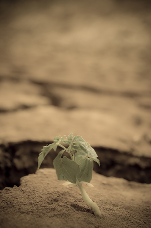 Land cracked when dry season at northeast of Thailandの写真素材