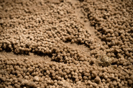 The abstract background from the sand textureの写真素材