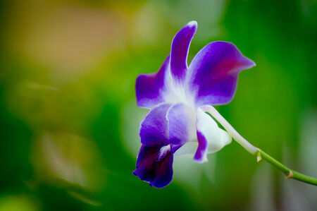 beautiful orchid flower bouquet sun shines brightly