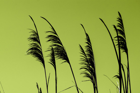 The tropical grass and the sky backgroundの写真素材