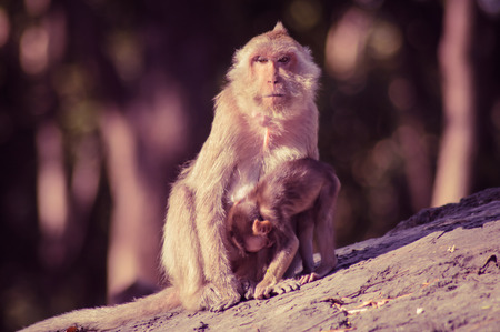 crab eating macaque monkey or long tail monkeyの写真素材