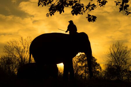 The asian elephant and mahout in forest silhouetteの写真素材
