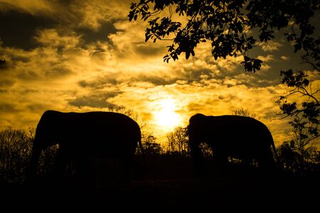 asian elephantの写真素材