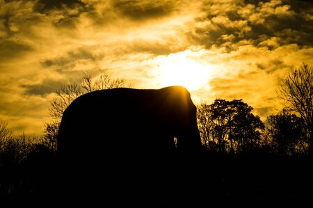 asian elephantの写真素材