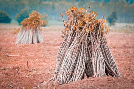 The cassava farm at the countryside of Thailandの写真素材