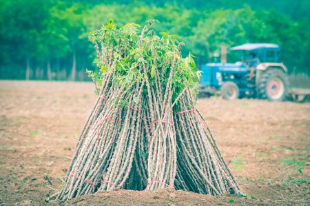 The cassava farm at the countryside of Thailandの写真素材