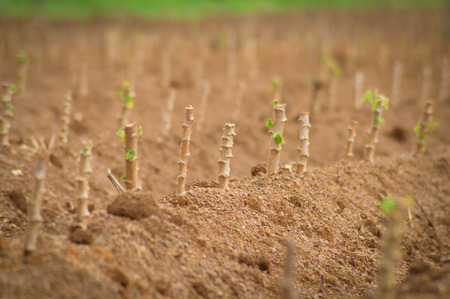 The cassava farm at the countryside of Thailandの写真素材