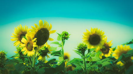 The sunflower field vintage effect style picturesの写真素材