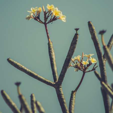 The beautiful Plumeria flowers  vintage filter effectの写真素材