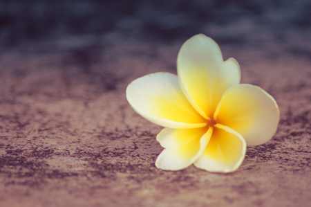 The beautiful Plumeria flowers  vintage filter effectの写真素材