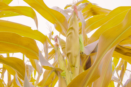 Zea mays Linn. , Sweet corn in the fieldの写真素材