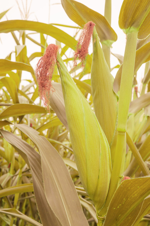 Zea mays Linn. , Sweet corn in the fieldの写真素材
