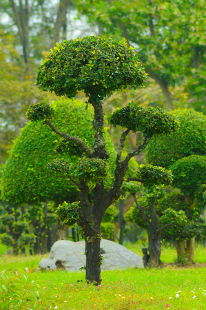 tree in garden  landscaping decoration art design