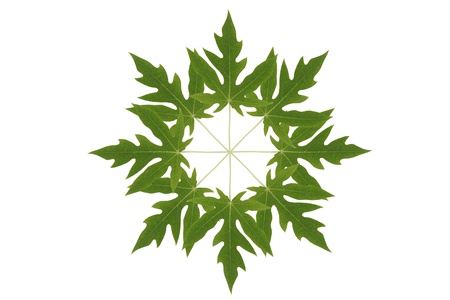 papaya leaf symbol