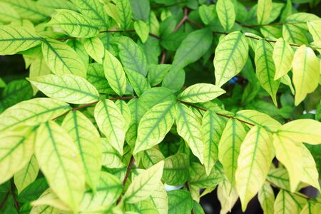 green leaf background 