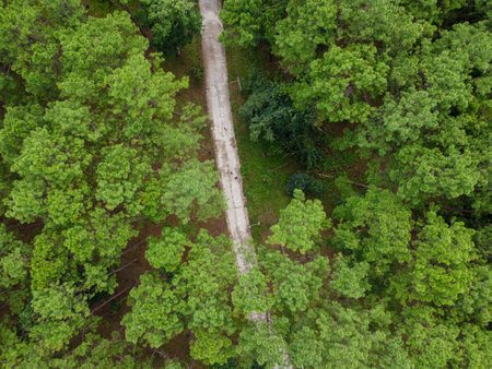 Aerial view of a road in the forest