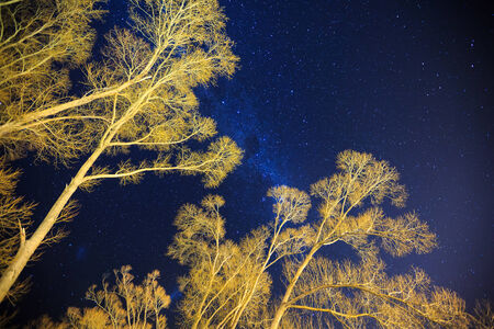 milkyway above the tree, Queenstown, New Zealand
