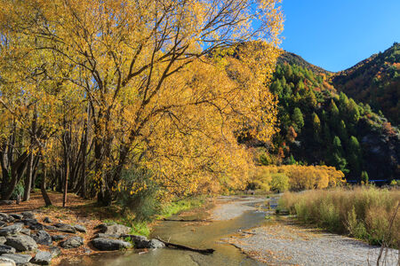 Autumn colors in Arrowtown, South Island, New Zealand. Brown, yellow and gold in harmony.