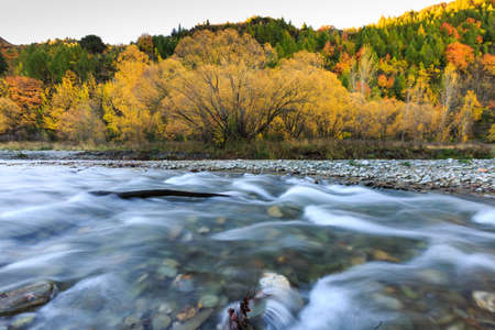 Autumn colors in Arrowtown, South Island, New Zealand. Brown, yellow and gold in harmony.