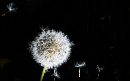 dandelion isolate in black background