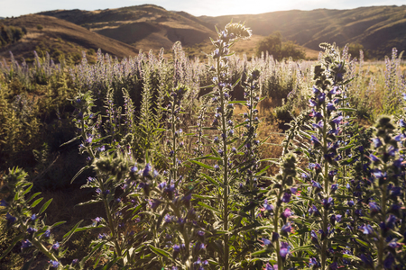 purple wildflowers in the desert