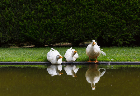 three ducks reflected on waterの写真素材