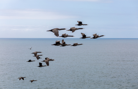 birds flying over the ocean. Otago Peninsula New Zealandの写真素材