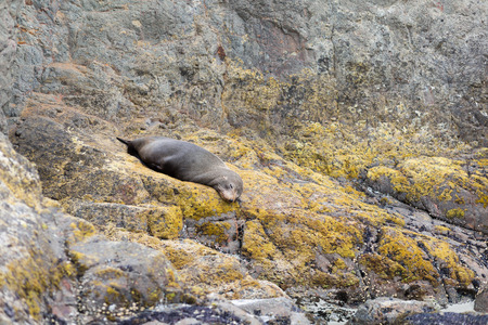 Fur Seal sleeping on the cliff. New Zealandの写真素材