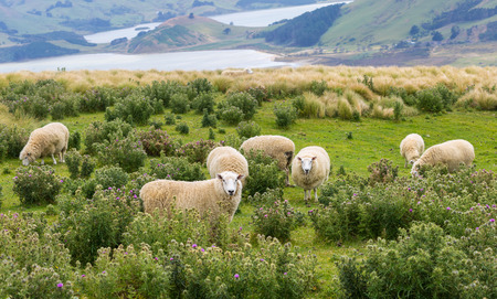 image of Flocks of sheep graze in the fields with spectacular ocean viewsの写真素材