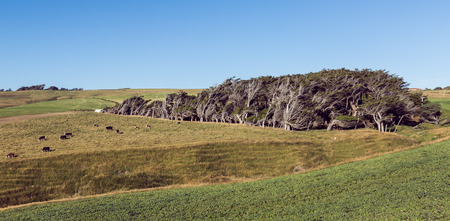 dramatic winswept trees at Slope Point, The Catlins ,  New Zealandの写真素材