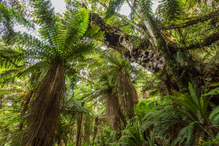 Native bush of New Zealand on the way to Cathedral Caveの写真素材