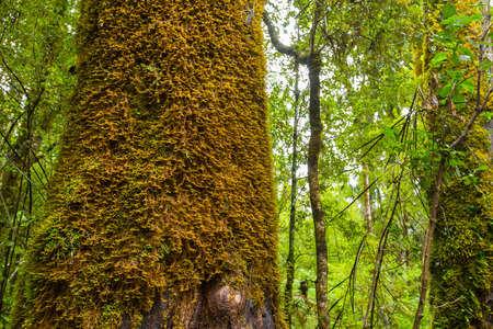 Old trees with lichen and moss in New Zealand