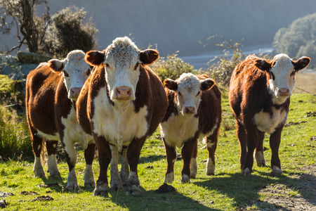 Hereford Cows and calf in Pasture at Sunset