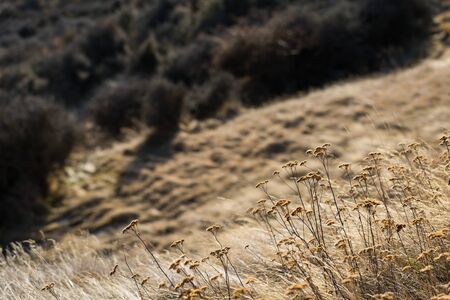 dried daisy beside the roadの写真素材